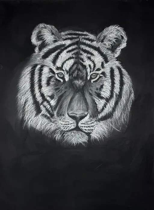 tiger, drawing, art blac-white